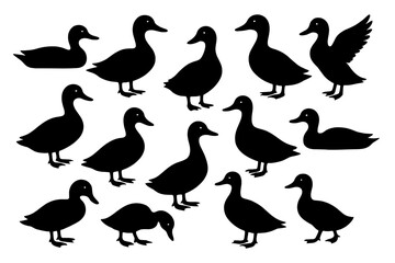 Poster - Icon set featuring various silhouettes of ducks for creative design projects and illustrations