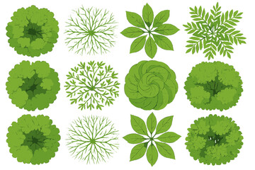 Poster - Collection of detailed green leaf icons in various shapes and arrangements for design and illustration projects
