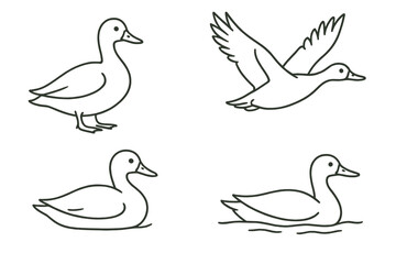 Poster - Various duck illustrations featuring different positions and activities