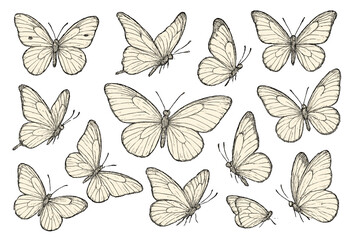 Poster - Intricate illustration of various butterfly species showcasing delicate details and elegant forms in nature's design