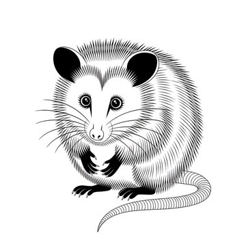 ‎A black and white porcupine illustration line art of a coloring page