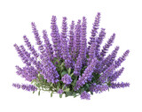 Vibrant blooming lavender flowers nature scene garden serenity isolated on transparent background