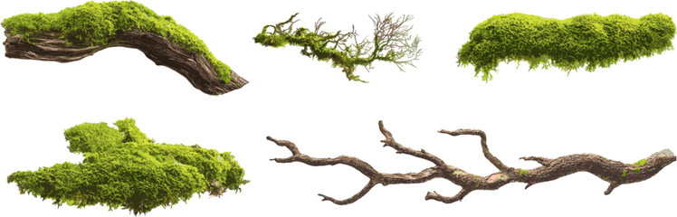moss and tree branches set with clipping path