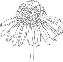 Wall Mural - echinacea flower also known as coneflower drawn in a minimalist continuous line art style black vect