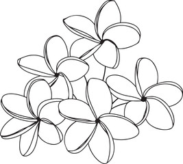 Wall Mural - minimalist line art of plumeria flowers in black drawn in a continuous style on white background sho