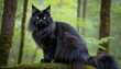 © Abid - Black maine coon cat portrait in forest nature photography domestic animal feline pet breed looking majestic