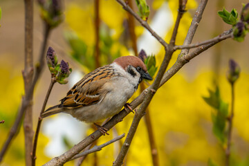 sparrow