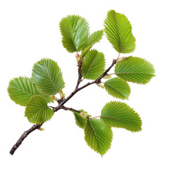 Poster - Delicate branch with vibrant green leaves against a stark, minimalist setting on clear background