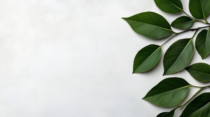 Poster - Leafy green branch is shown on a white background. Concept of calm and tranquility, as the leafy green leaves are arranged in a way that creates a natural and soothing atmosphere