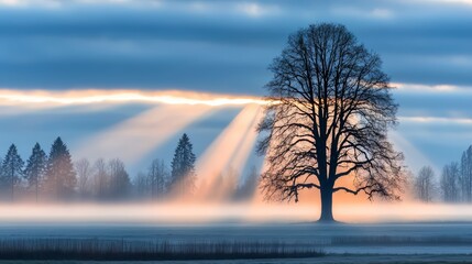 Poster - Tree is silhouetted against the sky with the sun shining through the leaves. The scene is peaceful and serene, with the sun's rays creating a warm glow on the tree and the surrounding landscape