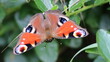 © Nicolas - Peacock butterfly on leaf, in a garden
