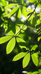 Poster - close up of a dense verdant plant canopy with fresh vibrant green leaves against a soft blurred back