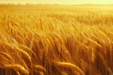 Poster - Golden wheat field bathed in sunlight, ripe for harvest, showcasing nature's abundance.