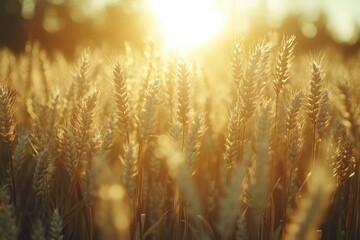 Poster - Golden wheat field bathed in the warm glow of the setting sun, a picturesque harvest scene.