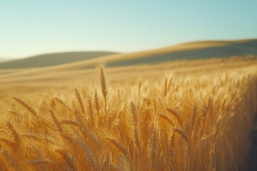 Poster - Golden wheat field at sunset, rolling hills in the background, serene and peaceful.