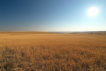 Poster - Vast golden wheat field under a clear blue sky, sun shining brightly. Serene and peaceful landscape.