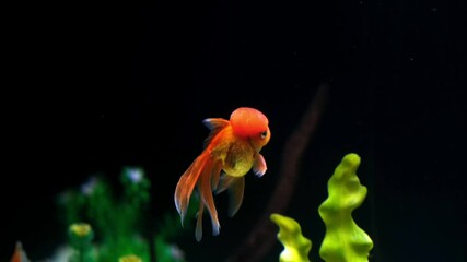 Poster - Explore Colorful Fish Swimming Gracefully in an Oceanarium Habitat During an Evening Visit