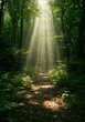 © DanadyaksaDen - Sunbeams Illuminate Forest Path
