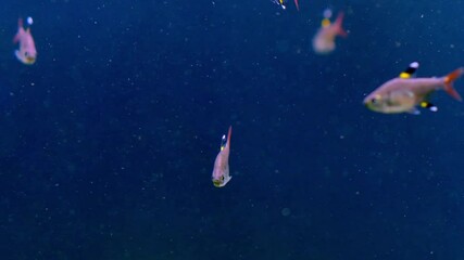 Poster - Exploring Vibrant Marine Life in a Captivating Oceanarium Exhibit