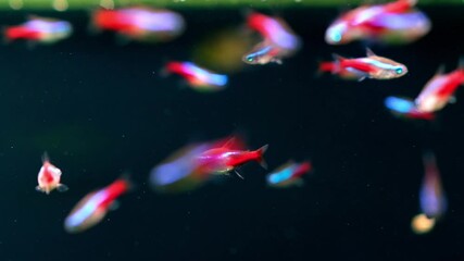 Poster - Colorful Fish Swimming in an Oceanarium Exhibit at a Tropical Aquarium During a Sunny Afternoon