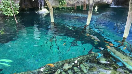 Poster - Explore Vibrant Underwater Life in an Oceanarium With Swimming Fish and Stunning Aquatic Plants
