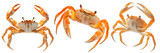 Three orange crabs isolated on a transparent background. Realistic crustaceans with raised claws, detailed shell, and legs, perfect for marine, seafood, or nature-themed designs.
