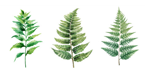 prehistoric plant. fern leaf, watercolor clipart illustration with isolated background.