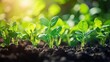 © Teresaart - Fresh Green Seedlings Thriving in Dark Soil Under Gentle Sunlight in a Sustainable Agriculture Setting