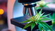 © Steven - 5 Microscope focused on a cannabis trichome Scientific research and cannabinoids