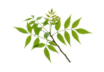 Green ash tree branch isolated on white background