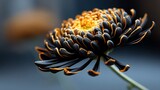 Close-up of a vibrant chrysanthemum with black petals, orange edges, and yellow center
