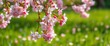 © Tanapong - Soft pink cherry blossoms gently falling on a blurred green spring meadow, picture, branches
