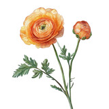 detailed illustration of two orange ranunculus flowers. showcasing their layered petals and green stems. set against a white background this botanical art emphasizes the beauty of nature and can be us