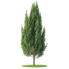 tall. slender evergreen tree with dense. green foliage. set on a circular patch of grass the tree's 