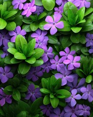 Poster - Lush periwinkle blooms and vibrant green foliage create a captivating close up nature scene evoking serenity and natural beauty in a botanical garden setting