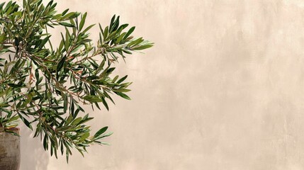 Poster - Olive Branch Elegance on Textured Background Capturing Mediterranean Charm in Natural Light Neutral Tones and Serene Atmosphere Perfect for Design Mockups and Artistic Compositions