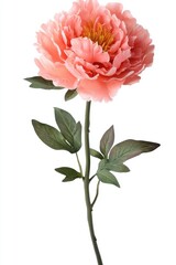Poster - Captivating coral peony blossom on white backdrop showcasing delicate petals and vibrant stamen in a studio setting floral elegance botanical beauty