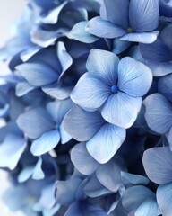 Poster - Captivating close up of a beautiful blue hydrangea blossom showcasing its delicate petals and vibrant color creating a serene and peaceful floral composition