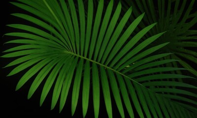 Aufkleber - A close-up shot of a palm leaf on a dark background, great for use in designs and illustrations