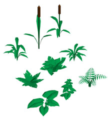 Poster - A collection of different types of plants, including ferns and grasses. The plants are all green and vary in size and shape. Concept of nature and the beauty of the outdoors