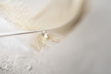Poster - A delicate feather displays fine accents and a small droplet of water resting softly on its surface, highlighting nature's intricate beauty