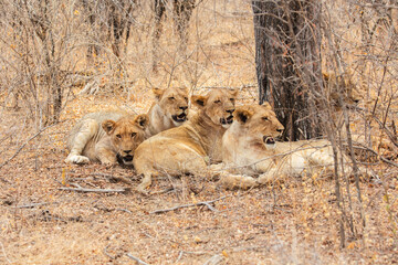 Wall Mural - Group of Lions (Panthera leo) resting under a tree