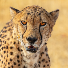 Wall Mural - Penetrating head-shot portrait of a cheetah (Acinonyx jubatus)
