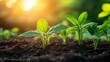 © Honey - Young green seedlings growing in rich soil at sunset new life farm land stem root fresh plant rural