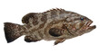 © Dedhie - Mottled Grouper: Pacific Fish with Open Mouth, Isolated.
