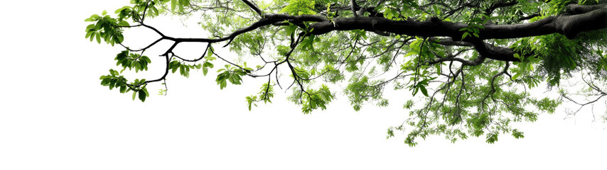 close-up of vibrant green tree leaves.