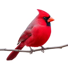  Vibrant red bird perched on a twig against a white backdrop