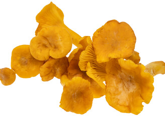 Wall Mural - a pile of mushrooms with a white background