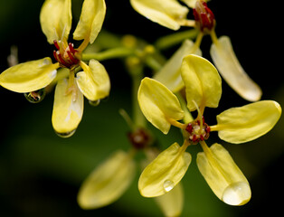 Wall Mural - the yellow flowers are drooping and have dew on them