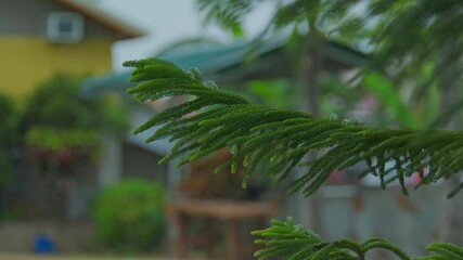 closeup footage of the branches of norfolk island pine tree in the park during daytime